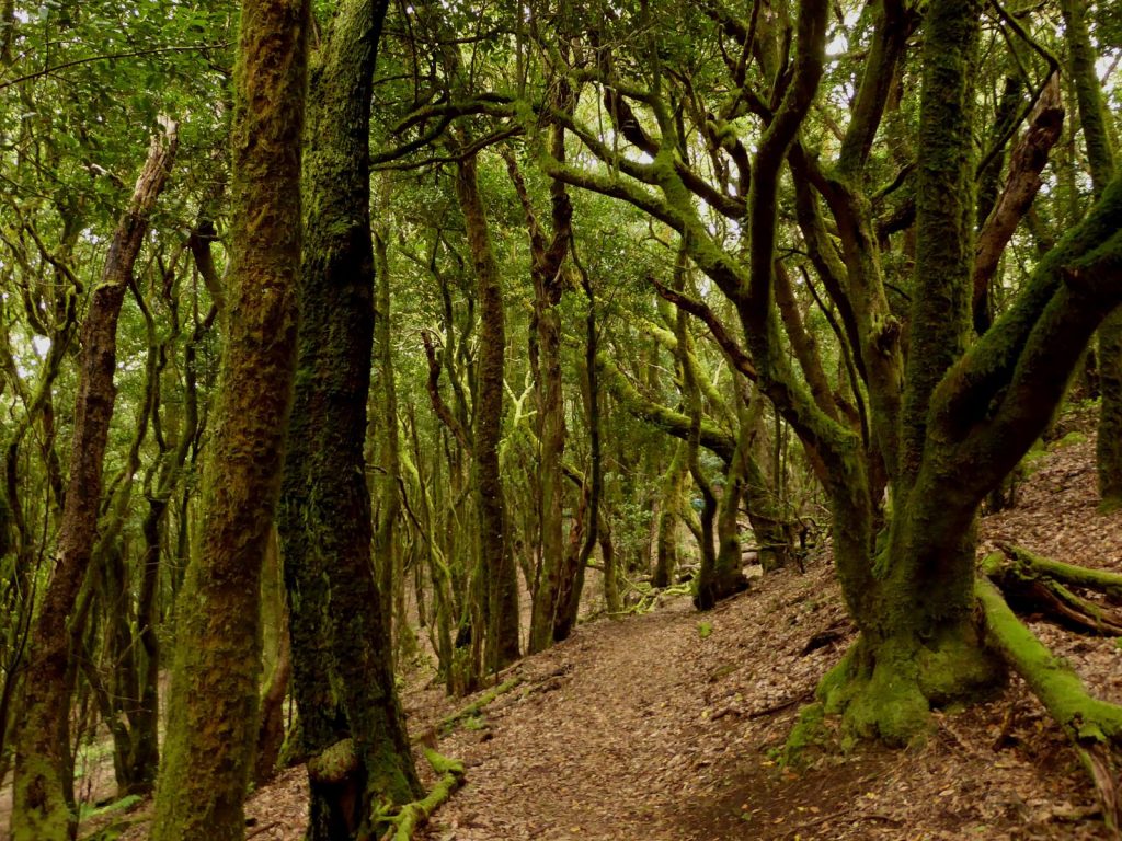 ruta de senderimo en tenerife en Teno