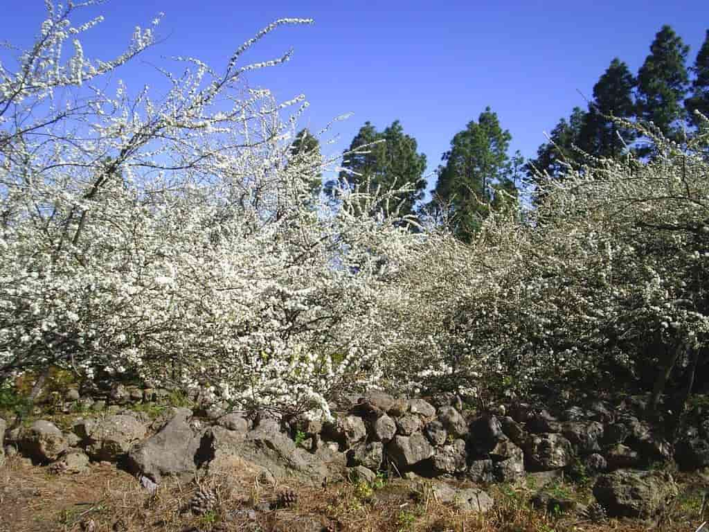 ruta de los ciruelos