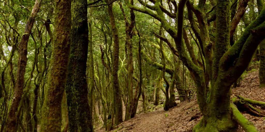 Senderismo en el Parque Rural de Teno Senderismo en Tenerife
