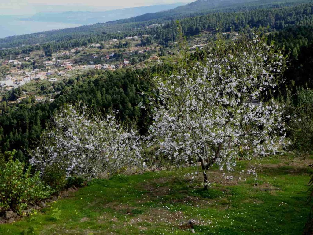 ciruelos en flor tenerife