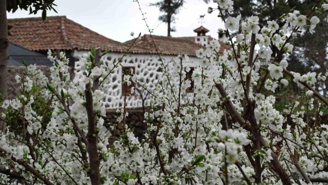 ruta de ciruelos en tenerife