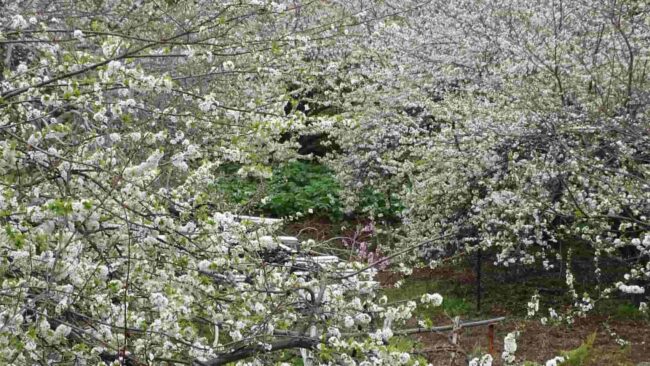 ruta de ciruelos tenerife