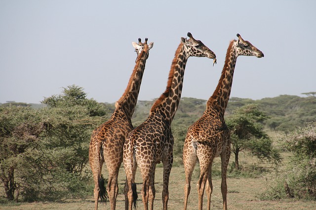 Safari en Gambia