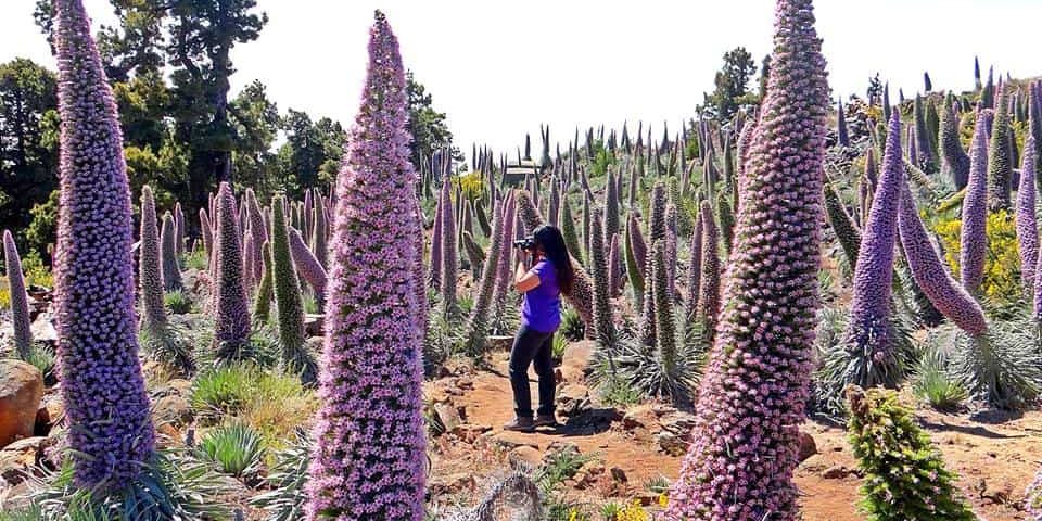 ruta de senderismo en la Palma