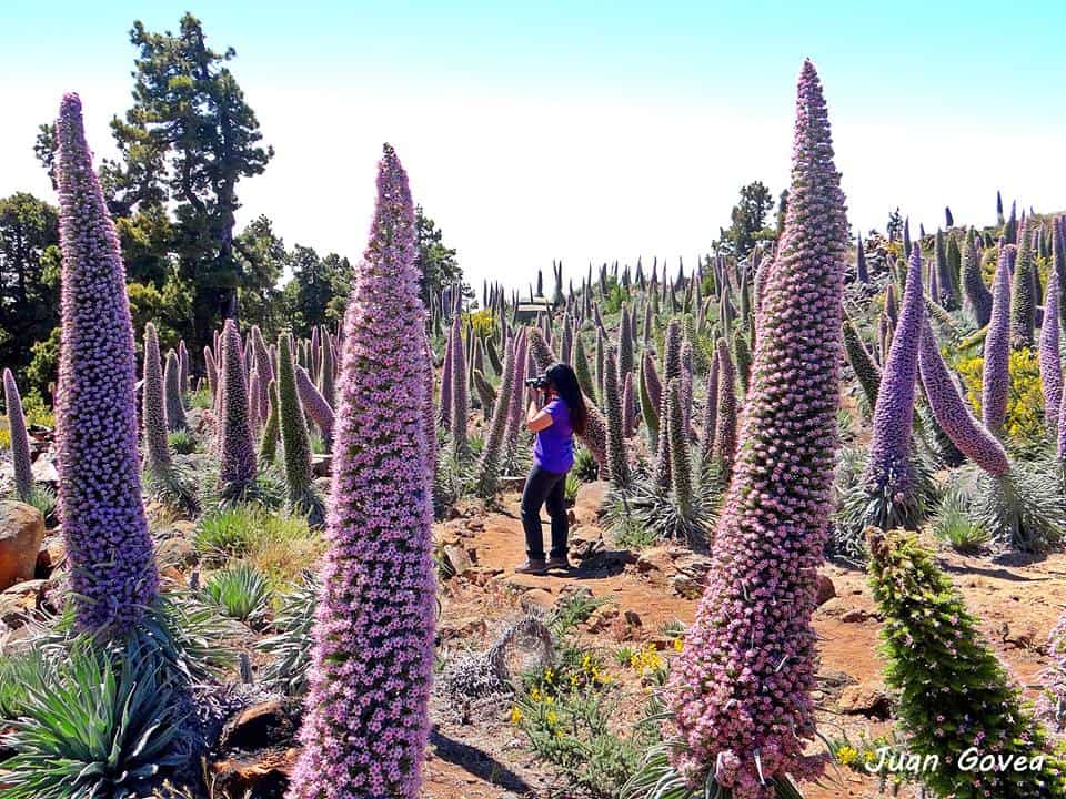 ruta de senderismo en la Palma