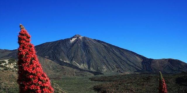 Tajinaste del Teide Tajinaste en el Teide, un espectáculo de la naturaleza