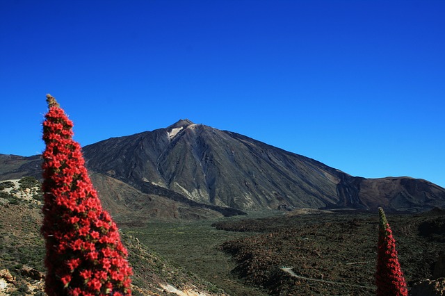 Tajinaste en el Teide, un espectáculo de la naturaleza