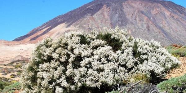 Retama del Teide ruta de senderismo Tenerife