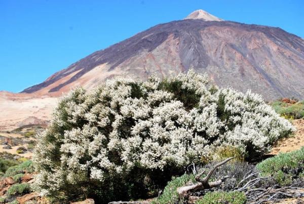 ruta de senderismo Tenerife