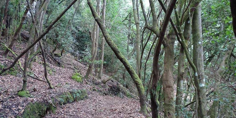 desde el Monteverde a miradores de Tigaiga