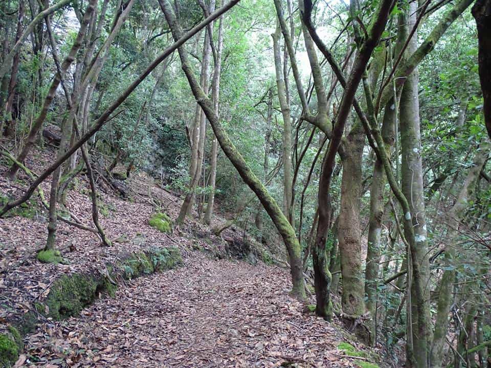 desde el Monteverde a miradores de Tigaiga