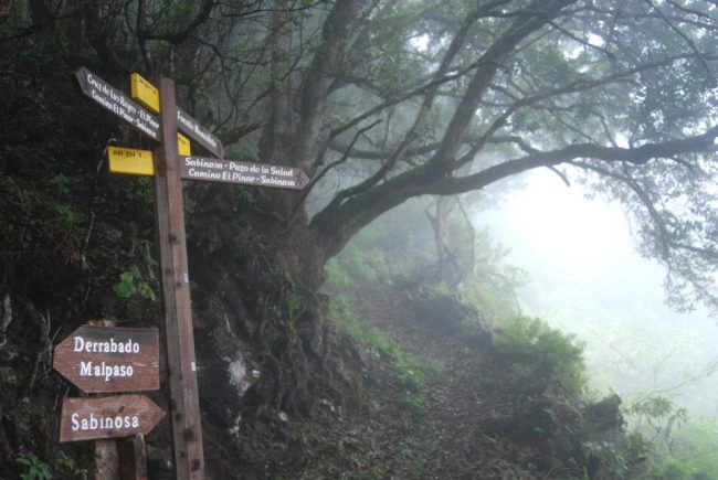 sendero malpaso – sabinosa El sendero Malpaso - Sabinosa nos llevará desde el punto más alto de la isla del Hierro hasta Sabinosa entre un frondoso bosque de laurisilva