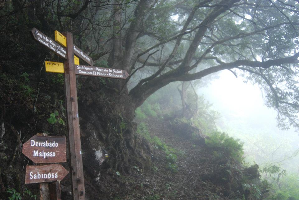 El sendero Malpaso - Sabinosa nos llevará desde el punto más alto de la isla del Hierro hasta Sabinosa entre un frondoso bosque de laurisilva