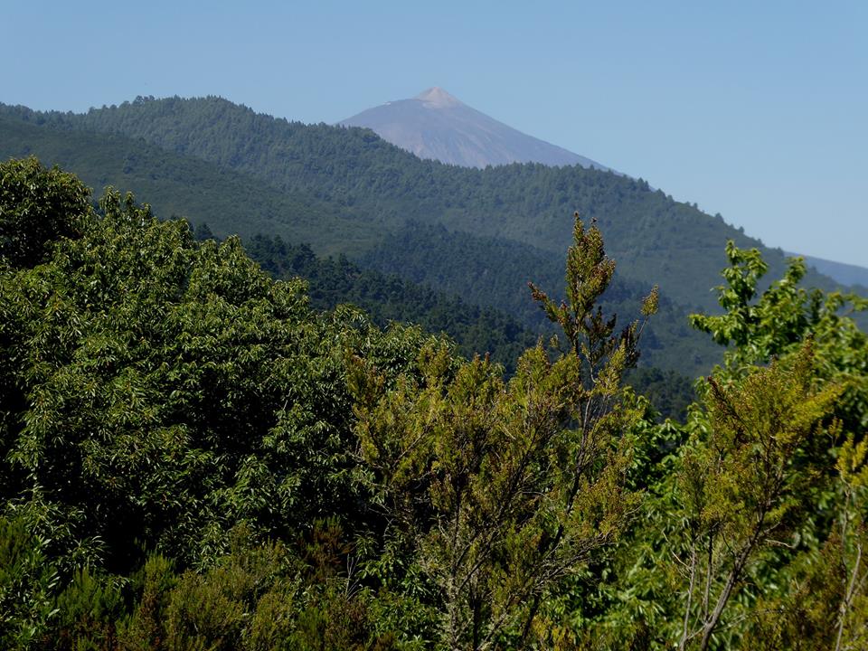 Senderos de castaños en Tenerife