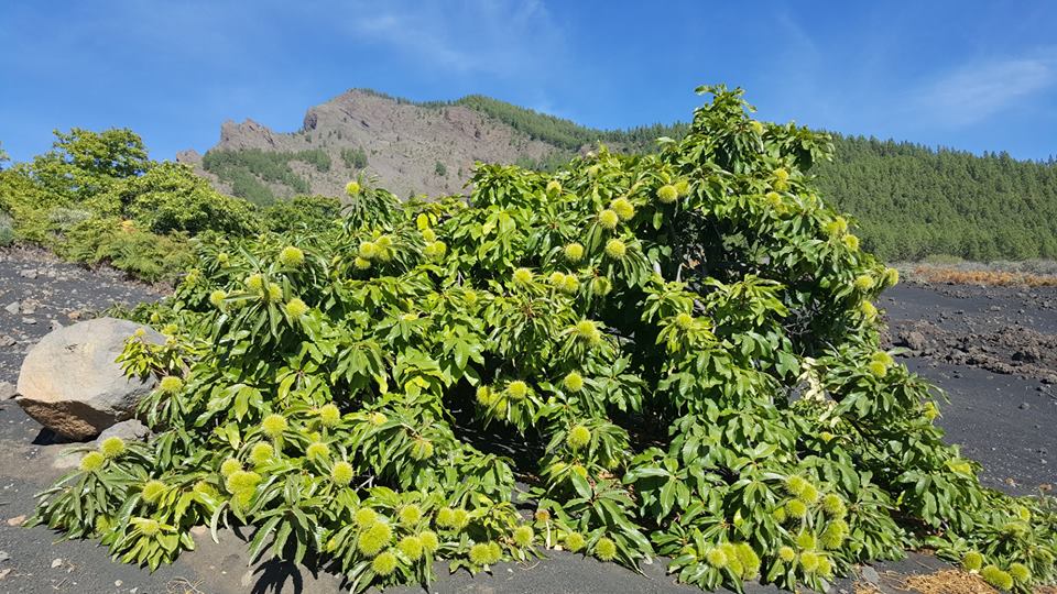 El sendero comienza entre pinares, dando paso a castaños espectaculares 