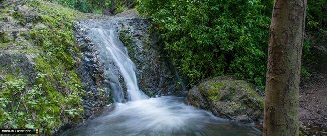 Este frondoso barranco transcurre entre los municipios de Firgas y Moya