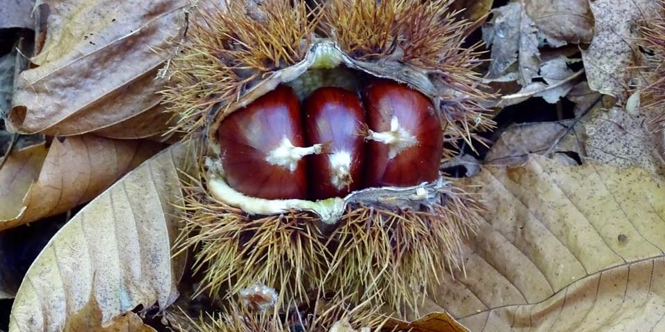 Senderos de Castaños en Tenerife te mostramos tres senderos de castaños en Tenerife con los que podrás deleitarte de la belleza de nuestros castaños