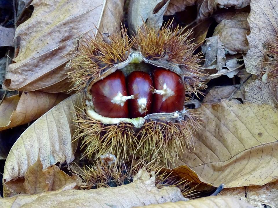 te mostramos tres senderos de castaños en Tenerife con los que podrás deleitarte de la belleza de nuestros castaños