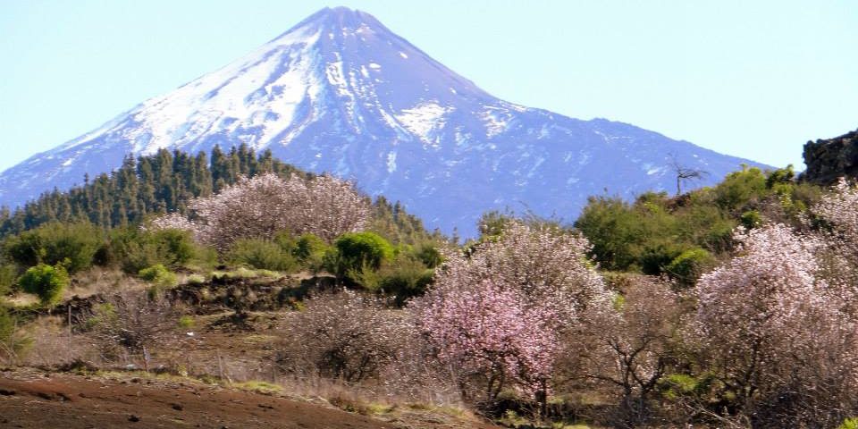 Alemendros en Flor, rutas en Tenerife Almendros en Flor, rutas en Tenerife