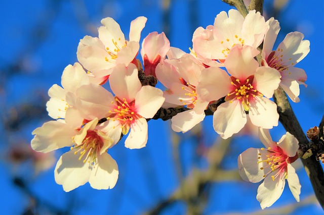 Almendros en flor