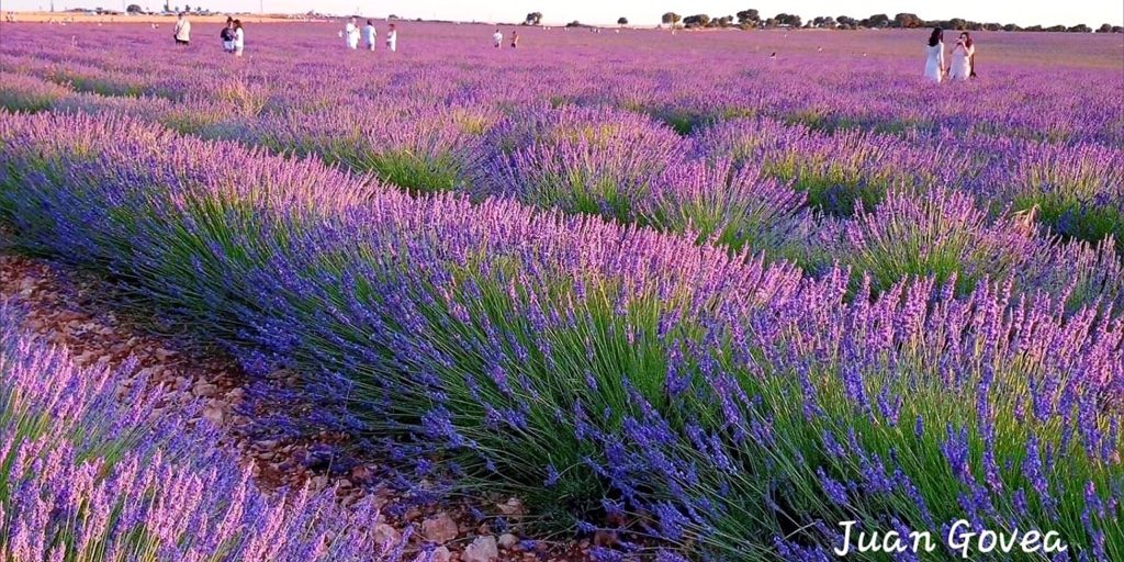 Campos de lavanda Campos de lavanda en Brihuega