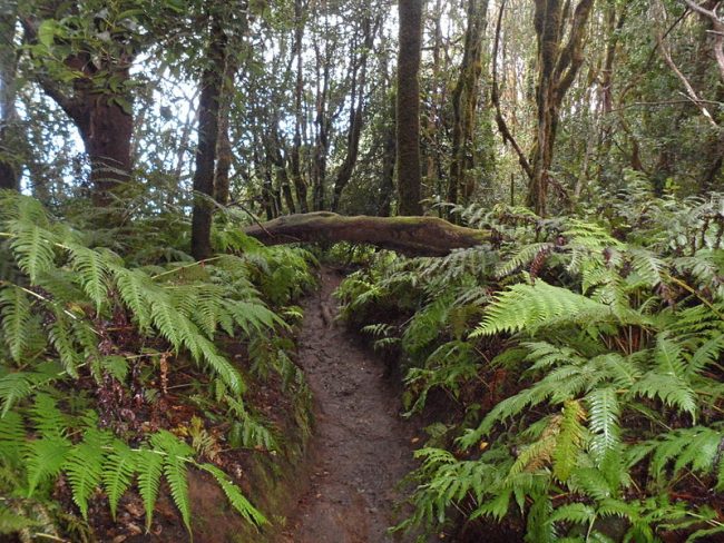 El Bosque Encantado El Bosque Encantado se encuentra en el Macizo de Anaga