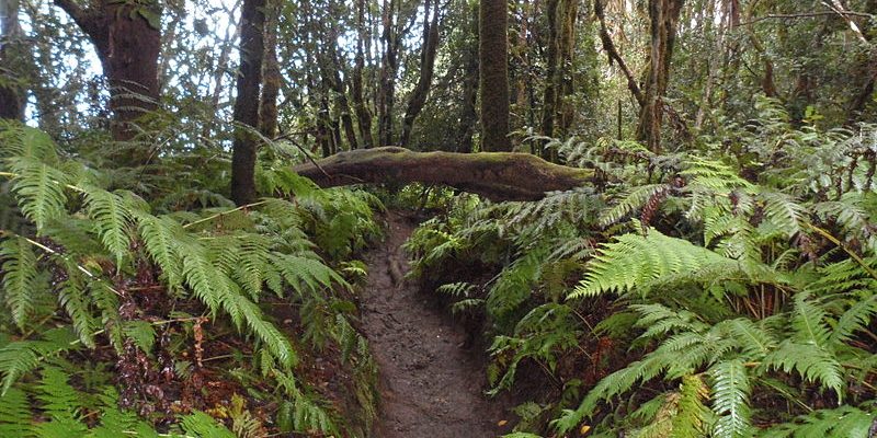 El Bosque Encantado El Bosque Encantado se encuentra en el Macizo de Anaga