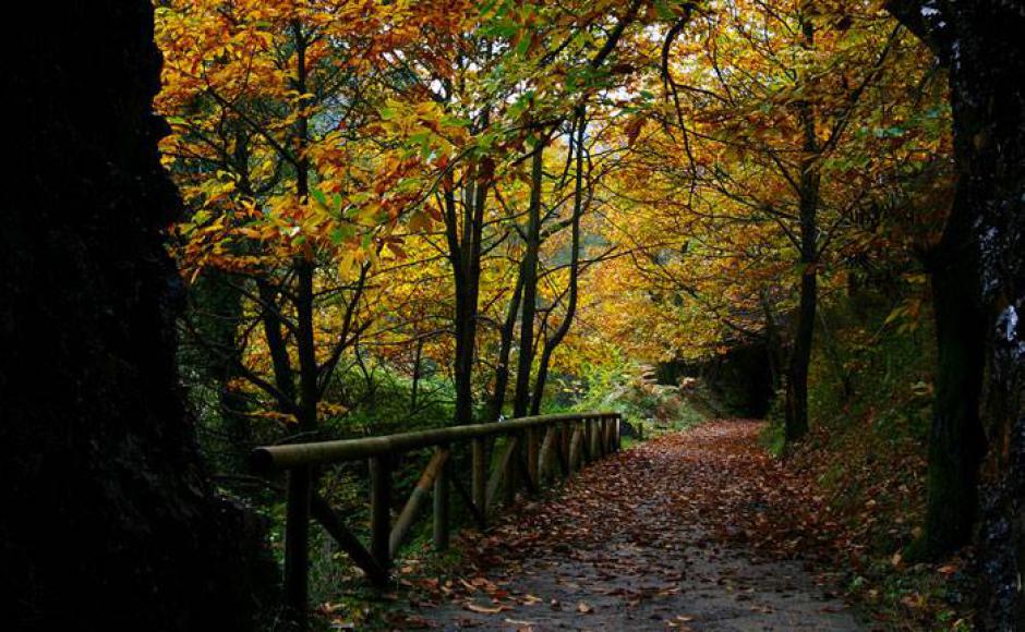 Viaje Puente del Pilar Playa de las Catedrales y la Senda del Oso