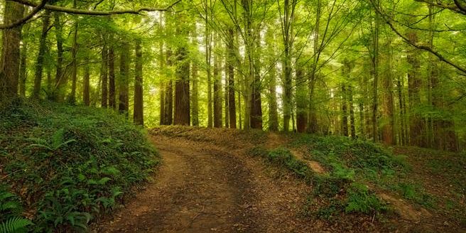 Bosque de Secuoyas de Monte Cabezón, en Cantabria