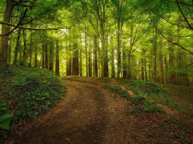 Bosque de Secuoyas de Monte Cabezón, en Cantabria