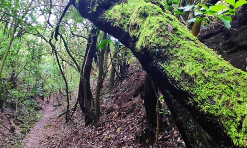 Barranco de El Guirre, la fantasía de la naturaleza