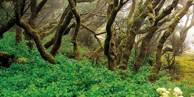 Ruta de Senderismo por los Tilos de Moya