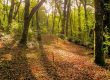 Bosques de Galicia, la magia de la naturaleza