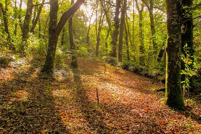 Bosques de Galicia Bosques de Galicia, la magia de la naturaleza