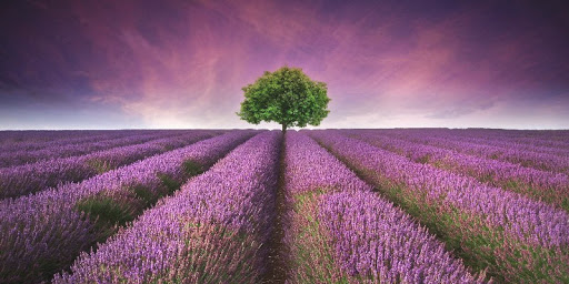 Campos de Lavanda de Brihuega Los Campos de Lavanda de Brihuega, Guadalajara