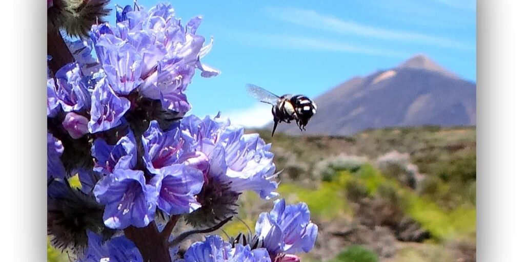 El Parque Nacional del Teide en mayo se viste con sus mejores colores
