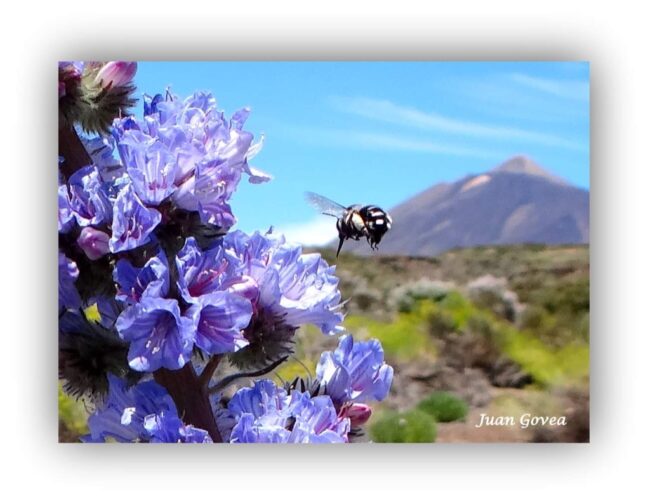 Parque Nacional del Teide El Parque Nacional del Teide en mayo se viste con sus mejores colores