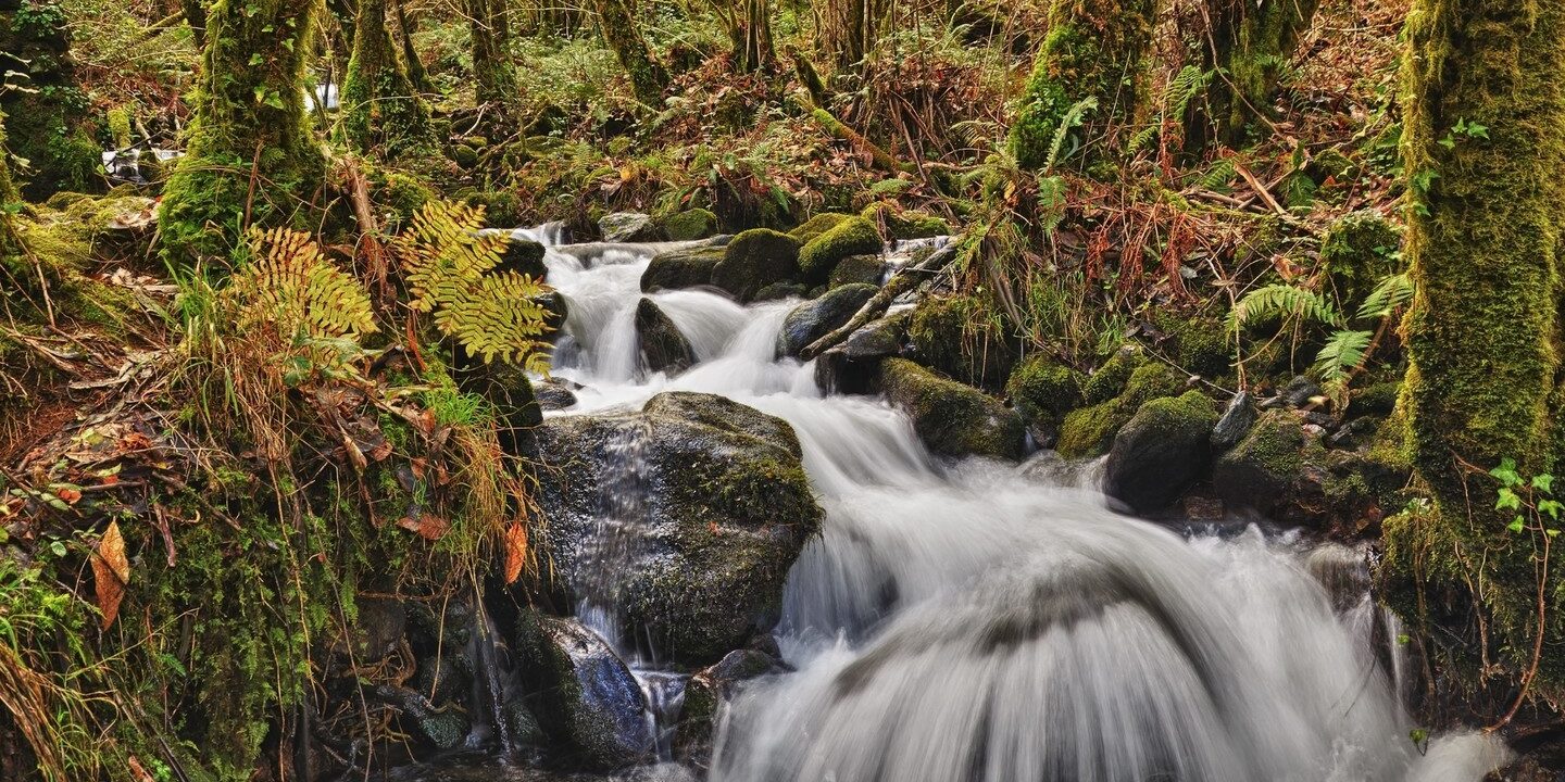 Fragas do Eume es el bosque atlántico de ribera