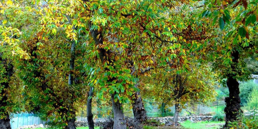 Castaños Ruta de Castaños en Tenerife