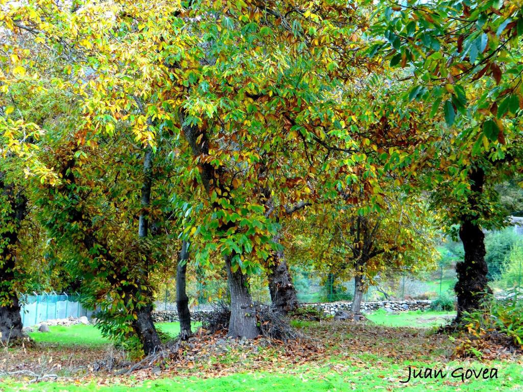 Castaños Ruta de Castaños en Tenerife