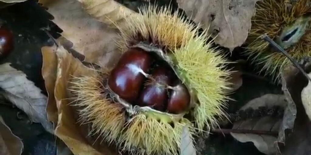 Castaños Con la llegada del otoño se pueden disfrutar de los bonitos senderos de castaños
