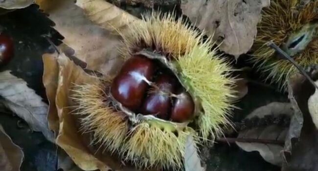 Castaños Con la llegada del otoño se pueden disfrutar de los bonitos senderos de castaños