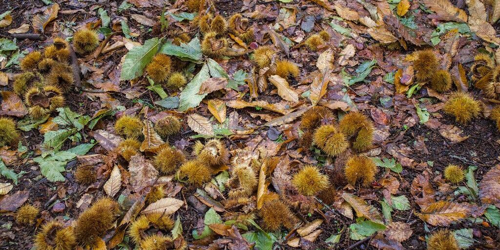 El Barranco de Los Dornajos, en los altos de la Victoria de Acentejo, es un lugar para perderse y disfrutar de la naturaleza.