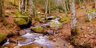 la Sierra Norte de Madrid podemos disfrutar del magnífico Abedular de Canencia