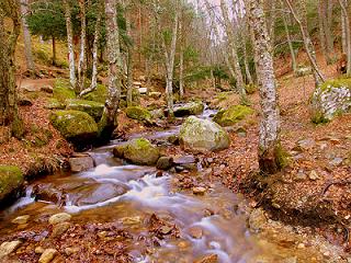 Abedular de Canencia la Sierra Norte de Madrid podemos disfrutar del magnífico Abedular de Canencia