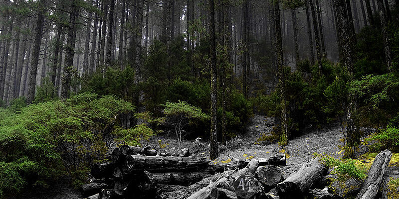 Las Lagunetas al Pico de Las Flores te invitamos a una ruta que va desde Las Lagunetas al Pico de Las Flores.
