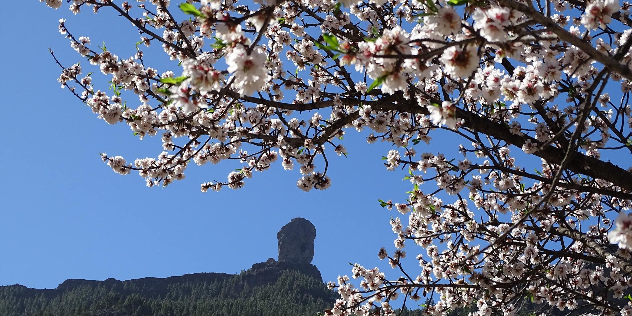 Uno de esos reclamos son sus bonitos almendros en flor.