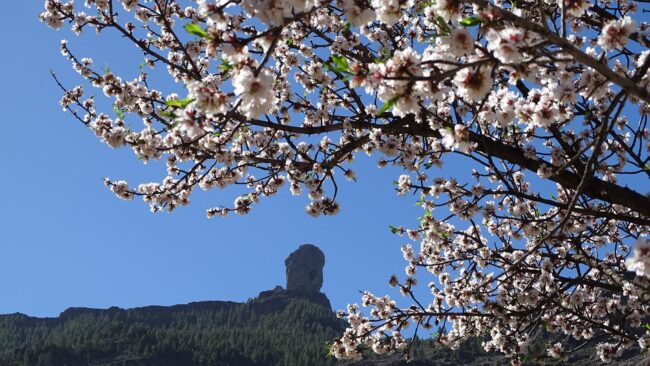 Almendros en flor Uno de esos reclamos son sus bonitos almendros en flor.