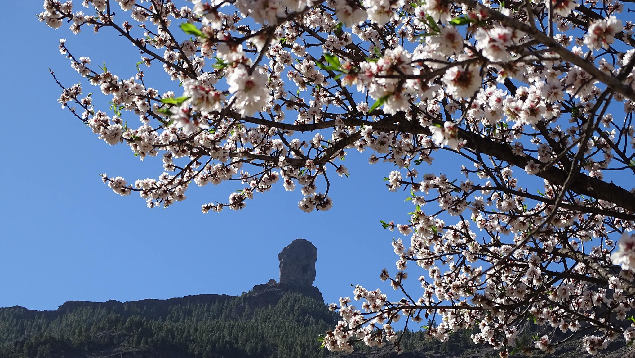 Uno de esos reclamos son sus bonitos almendros en flor.