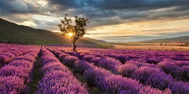 Brihuega La bonita localidad de Brihuega es conocida como la Provenza de España